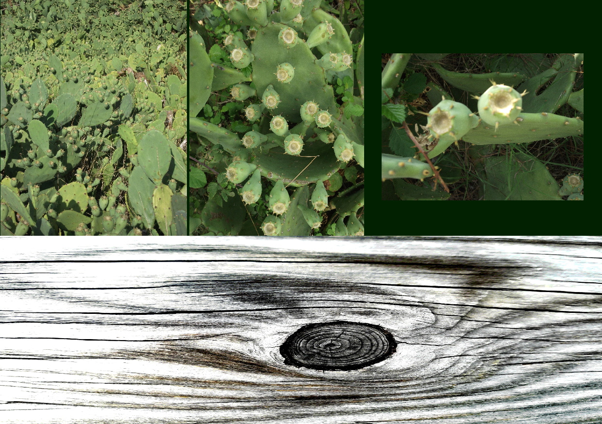 PL - Kakteen - Neu - Collage
